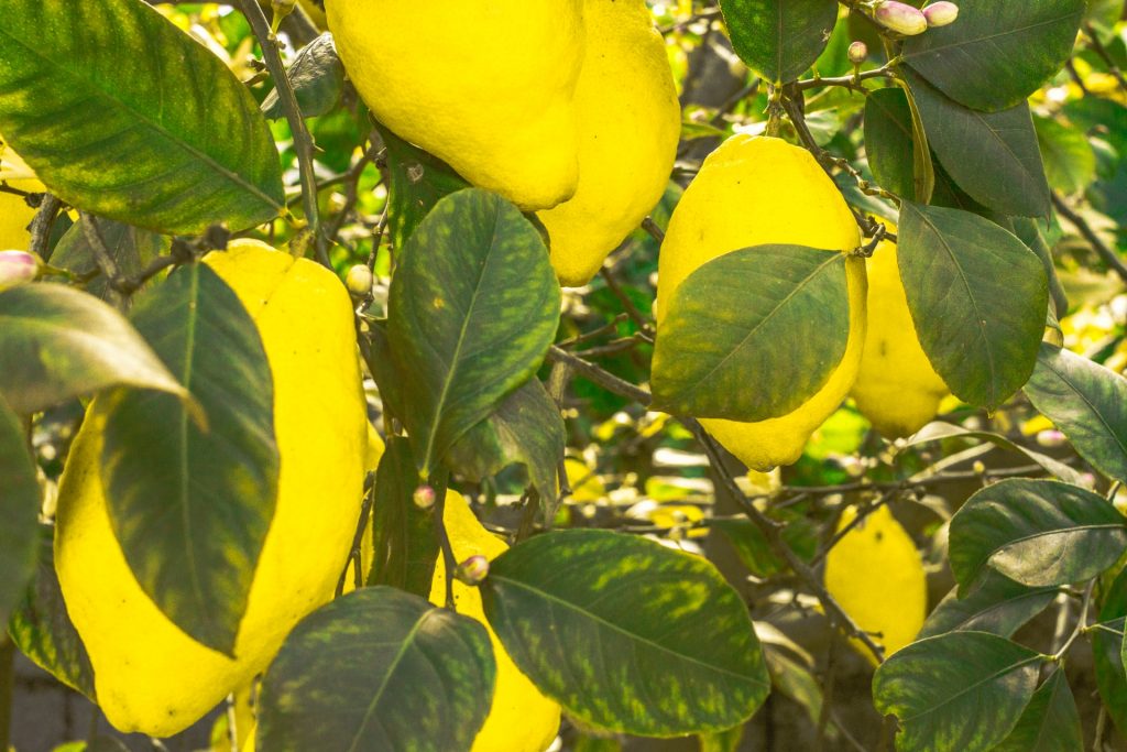 Doğal Güzellik İçin Limonun Faydaları